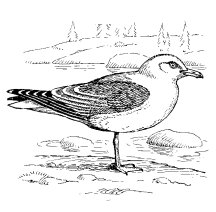 CALIFORNIA GULL