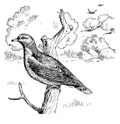 BAND-TAILED PIGEON