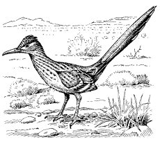 ROADRUNNER