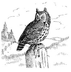 SCREECH OWL