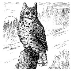GREAT HORNED OWL