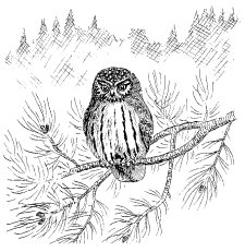 PYGMY OWL