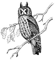 LONG-EARED OWL