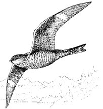 COMMON NIGHTHAWK