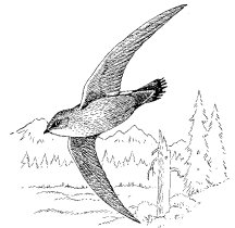 VAUX'S SWIFT