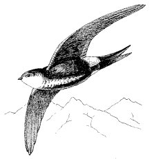 WHITE-THROATED SWIFT