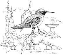 BLACK-CHINNED HUMMINGBIRD