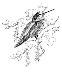 ANNA'S HUMMINGBIRD