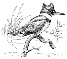 BELTED KINGFISHER