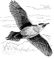 LEWIS' WOODPECKER