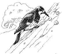 ACORN WOODPECKER (Female)