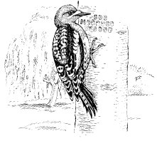 YELLOW-BELLIED SAPSUCKER
