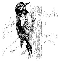 WILLIAMSON'S SAPSUCKER