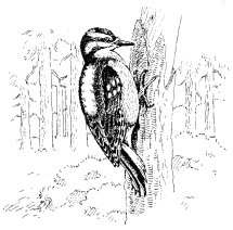 HAIRY WOODPECKER