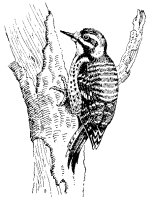 NUTTALL'S WOODPECKER
