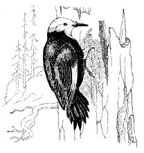 WHITE-HEADED WOODPECKER