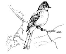 ASH-THROATED FLYCATCHER