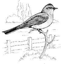 WESTERN KINGBIRD