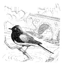 BLACK PHOEBE