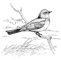 SAY'S PHOEBE
