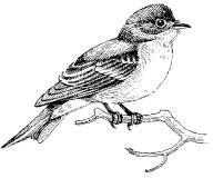 WESTERN FLYCATCHER