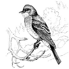 WESTERN WOOD PEWEE