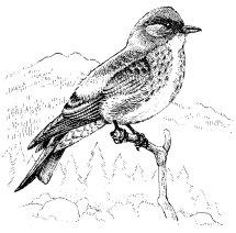 OLIVE-SIDED FLYCATCHER