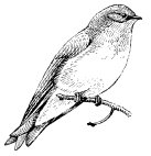 ROUGH-WINGED SWALLOW