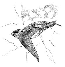CLIFF SWALLOW
