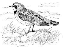 HORNED LARK