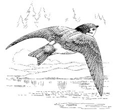 VIOLET-GREEN SWALLOW