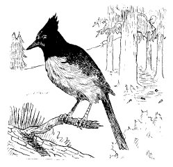 STELLER'S JAY