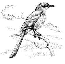 SCRUB JAY