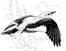 CLARK'S NUTCRACKER