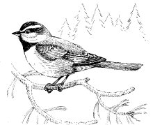 MOUNTAIN CHICKADEE