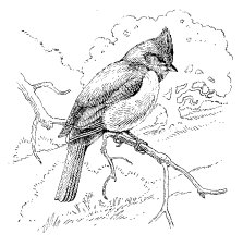 PLAIN TITMOUSE