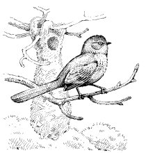 COMMON BUSHTIT