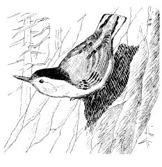 WHITE-BREASTED NUTHATCH