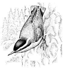 RED-BREASTED NUTHATCH