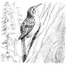 BROWN CREEPER