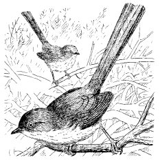 WRENTIT