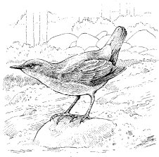 DIPPER