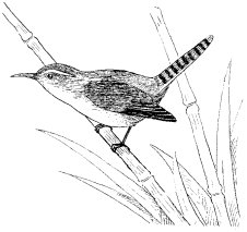BELWICK'S WREN