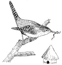 HOUSE WREN
