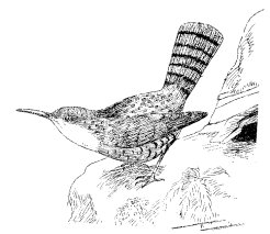 CANYON WREN