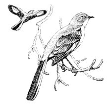MOCKINGBIRD