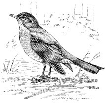 ROBIN