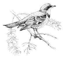 VARIED THRUSH