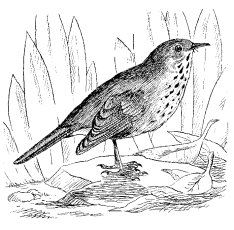 HERMIT THRUSH