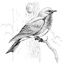 WESTERN BLUEBIRD
